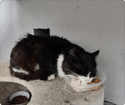 Подопечный котик у миски