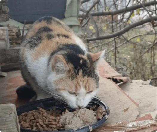 Подопечная кошка